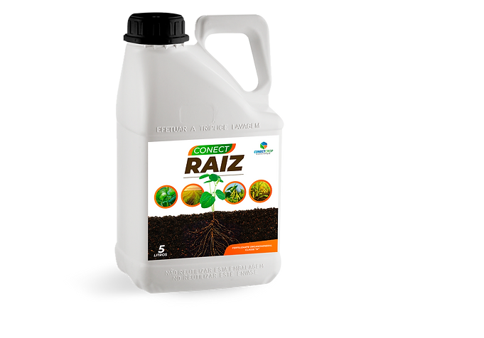 Conect Raiz